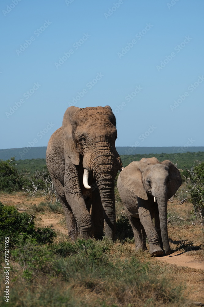 Obraz premium Big elephant walking with calf on an elephant path