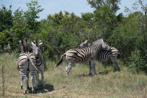 two pairs of zebras hugging eachother photo