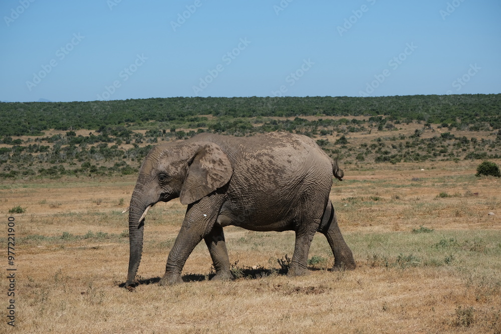 Elephant with big tusks half covered in mud walking in the dried out grass and heat Elephant with big tusks half covered in mud walking in the dried out grass and heat