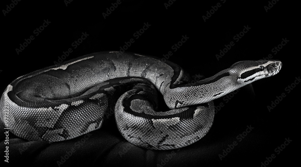 Obraz premium An elegant black and white shot of a majestic boa in a dark setting