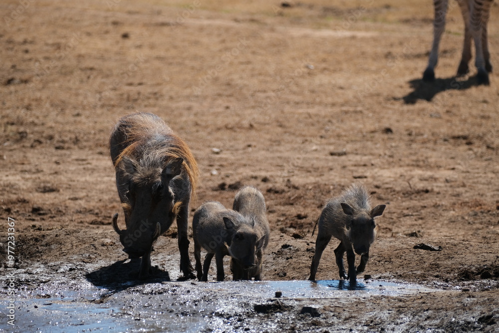 Warthog and its baby warthogs drinking water from a puddle Warthog and its baby warthogs drinking water from a puddle