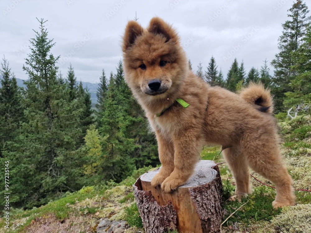 Adorable eurasier puppy Adorable eurasier puppy