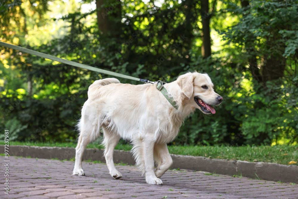 Cute Golden Retriever dog walking on leash in park Cute Golden Retriever dog walking on leash in park
