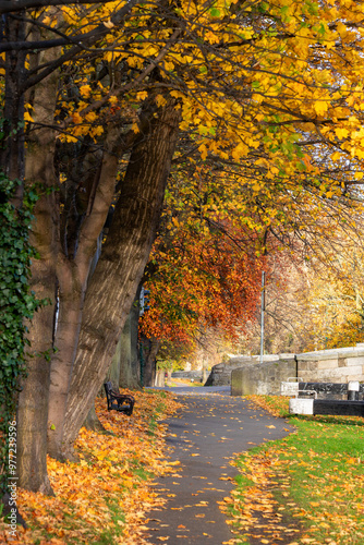 Path or towpath beside Grand Canal, Dublin with Autumn trees laden with colorful fall foliage. Sycamore leaves 