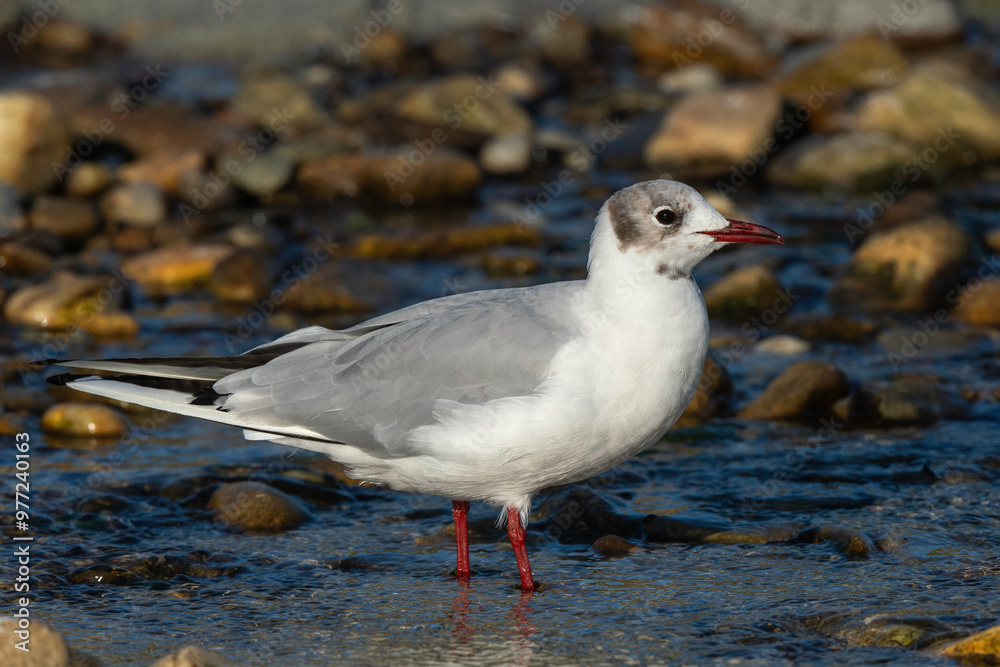 Fototapeta premium Mouette rieuse,.Chroicocephalus ridibundus, Black headed Gull