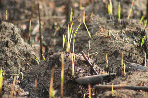 Closeup of green plant that grows from burnt earth