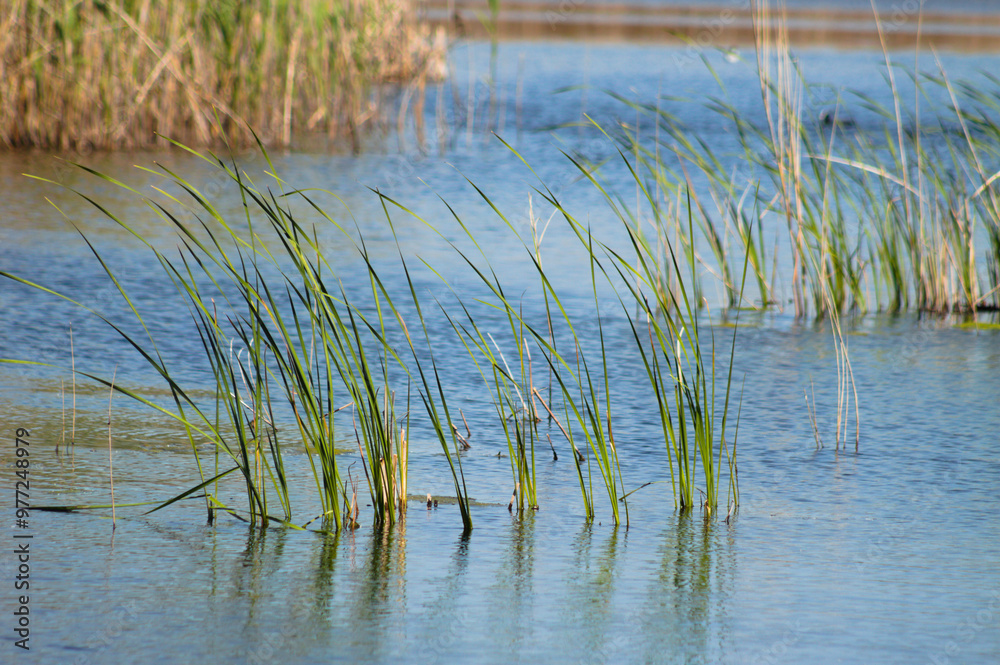 Closeup of common reed growing from lake water with selective focus on foreground Closeup of common reed growing from lake water with selective focus on foreground