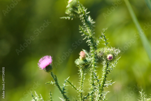 Closeup of spiny plumeless thistle bud with green blurred plants on background