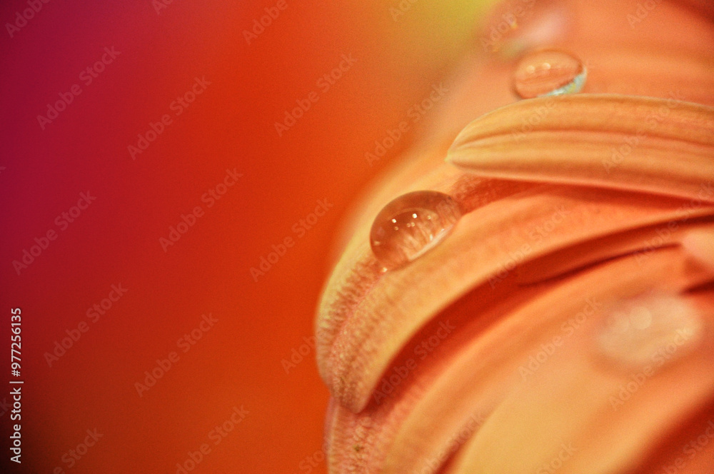 Close-up of a water droplet on an orange gerbera flower petal simple flower head