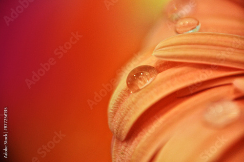 Obraz na płótnie Close-up of a water droplet on an orange gerbera flower petal simple flower head w salonie
