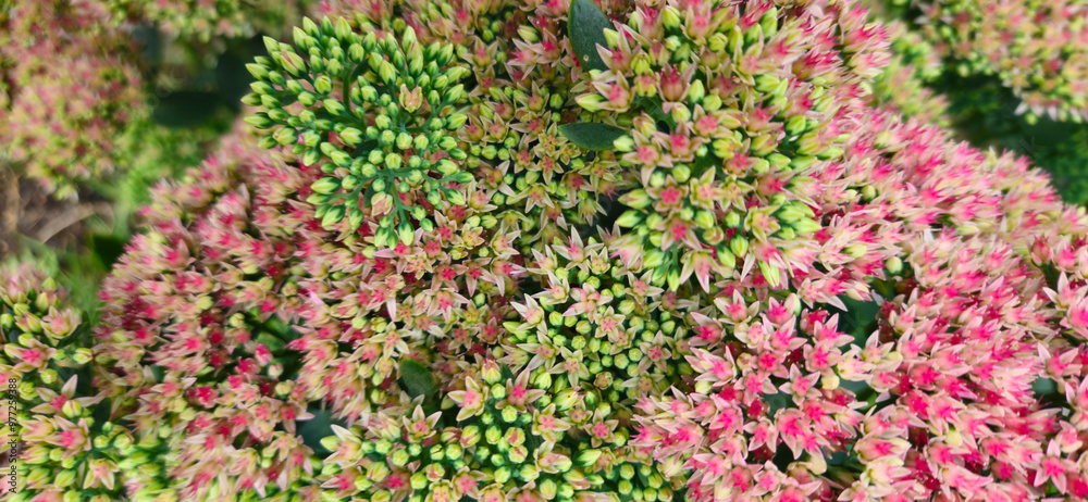 flowers of sedum close-up in an ornamental garden, green and pink flowers, beautiful floral texture for the background flowers of sedum close-up in an ornamental garden, green and pink flowers, beautiful floral texture for the background