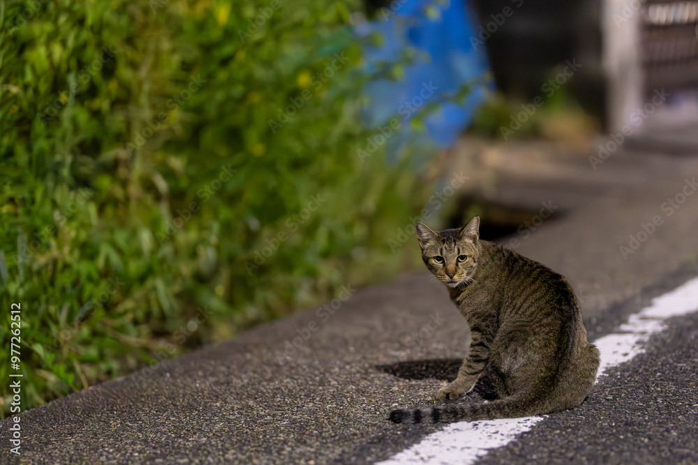 野良猫
野良猫