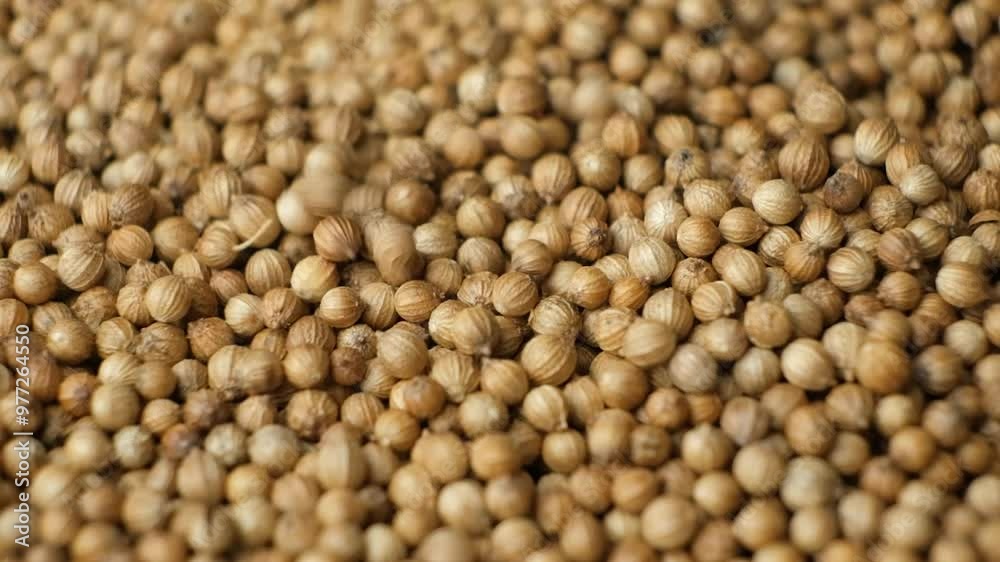 Coriander Seeds Aromatic Spice Pouring Slow Motion Coriander Seeds Aromatic Spice Pouring Slow Motion