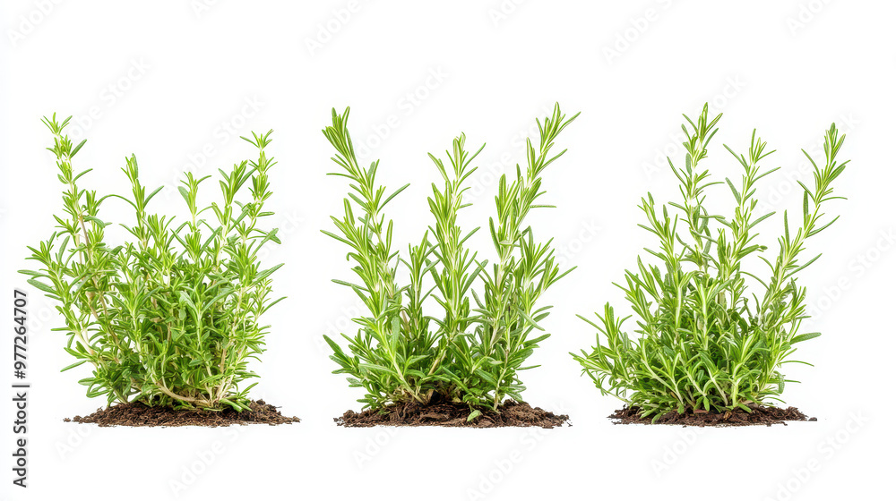 Fresh rosemary plants with vibrant green foliage growing in soil against a white background showcasing their natural beauty and aromatic characteristics Fresh rosemary plants with vibrant green foliage growing in soil against a white background showcasing their natural beauty and aromatic characteristics