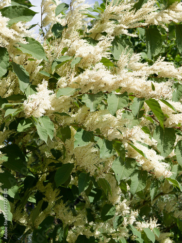 Panicles of white flowers of Japanese knotweed (Reynoutria japonica) above green pendulous heart-shaped foliage wrapped arond reddish-brown stems photo