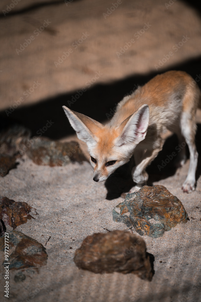 Obraz premium フェレット