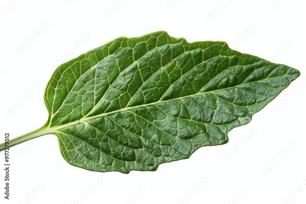 A single leaf with intricate details on a pure white background, great for use in editorial or commercial projects A single leaf with intricate details on a pure white background, great for use in editorial or commercial projects