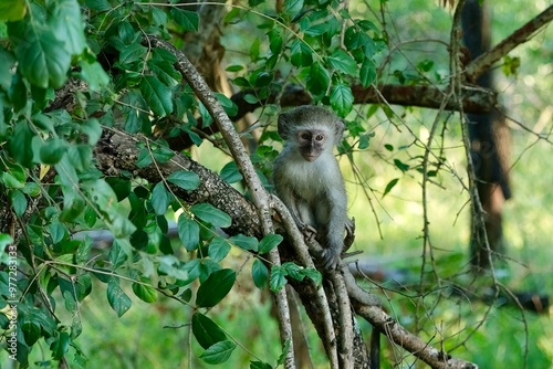 Photography Vervet monkey on a branch looking at the camera