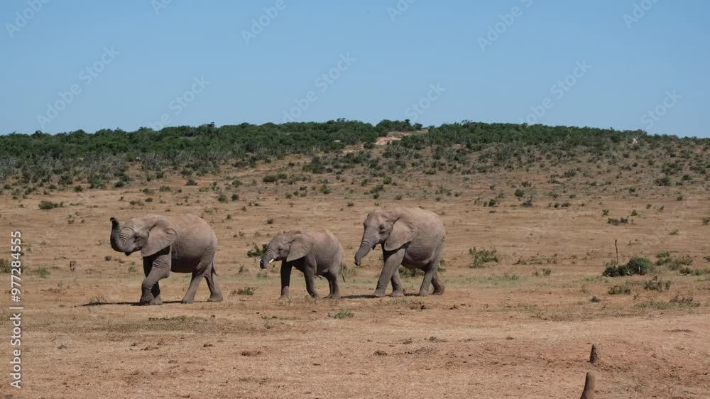 Three elephants walking in a row after one another Three elephants walking in a row after one another