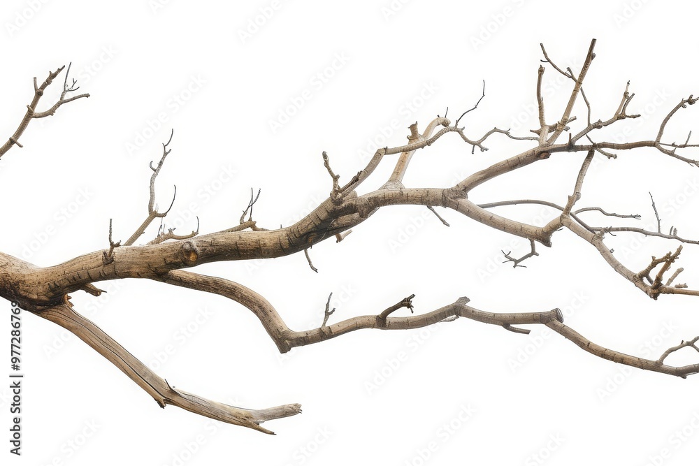 Dry tree branches isolated on white background Dry tree branches isolated on white background