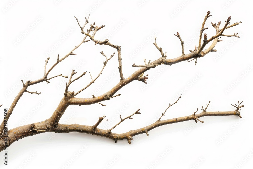 Dry tree branches isolated on white background Dry tree branches isolated on white background