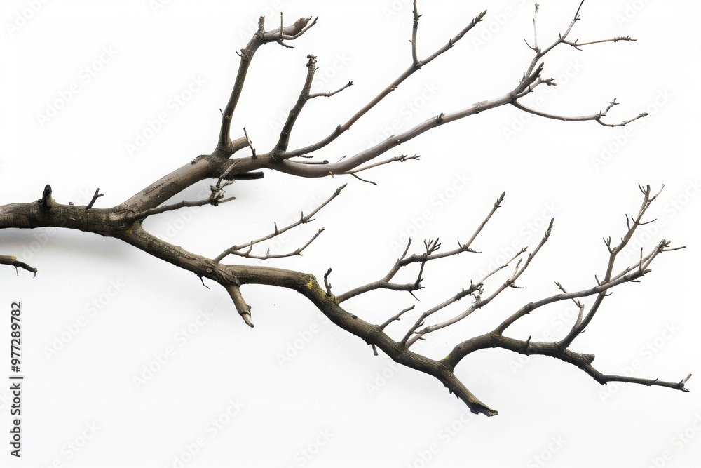 Dry tree branches isolated on white background Dry tree branches isolated on white background