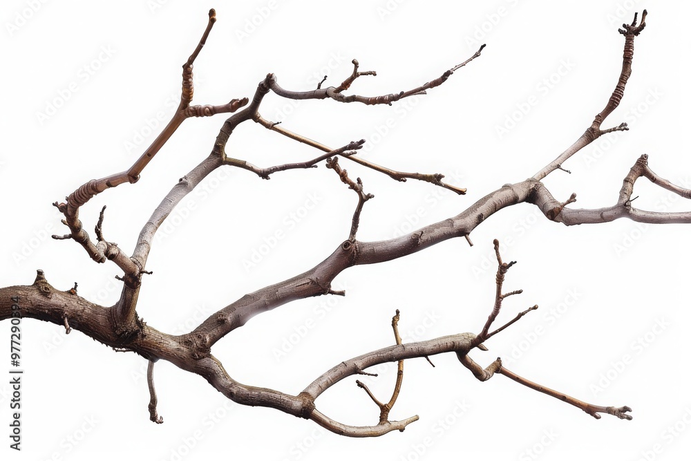 Dry tree branches isolated on white background Dry tree branches isolated on white background