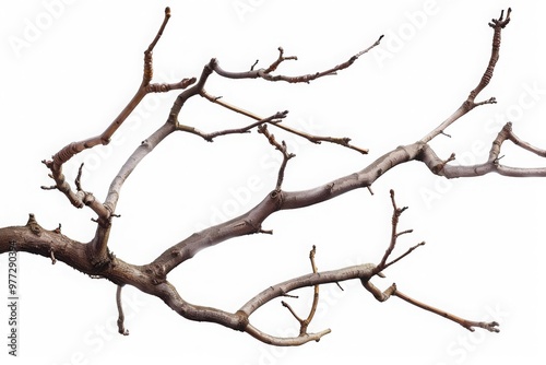 Dry tree branches isolated on white background