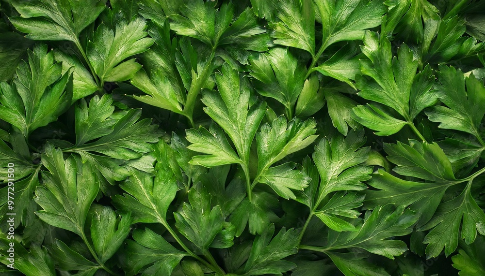 parsley herb repeated pattern parsley herb repeated pattern