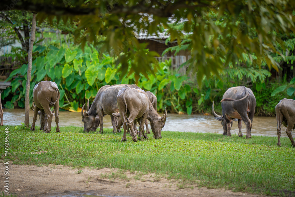 buffalo family go to grass field beside the river to eat plant to be their food in urban life style at Chiang dao ,chaingmai ,thailand buffalo family go to grass field beside the river to eat plant to be their food in urban life style at Chiang dao ,chaingmai ,thailand
