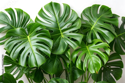 Lush Monstera Leaves on White Background for Nature and Botanical Design Projects photo