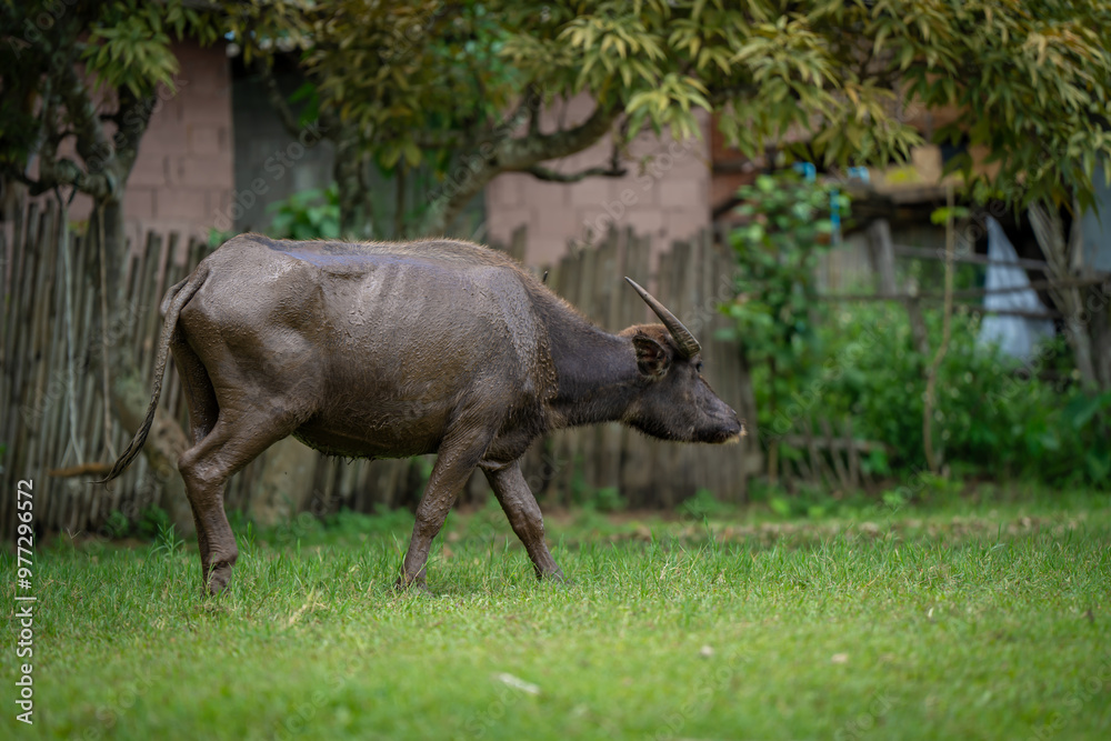 animals cows , buffalo, dog and people lifestyle is peaceful and calm in urban life muaeng kong Chiang dao chiangmai thailand animals cows , buffalo, dog and people lifestyle is peaceful and calm in urban life muaeng kong Chiang dao chiangmai thailand