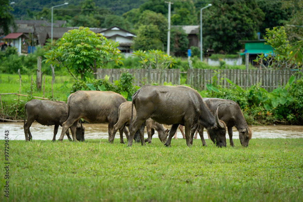 animals cows , buffalo, dog and people lifestyle is peaceful and calm in urban life muaeng kong Chiang dao chiangmai thailand animals cows , buffalo, dog and people lifestyle is peaceful and calm in urban life muaeng kong Chiang dao chiangmai thailand
