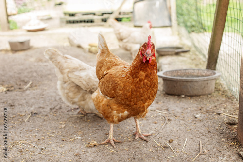 Farming. Brown Hen Standing in Farmyard Enclosure.