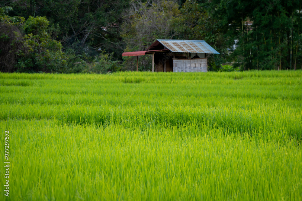 people work at farm produce green rice field as agriculture job in rural life chiangmai thailand people work at farm produce green rice field as agriculture job in rural life chiangmai thailand