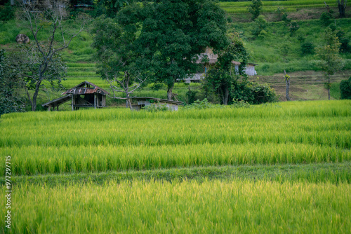 people work at farm produce green rice field as agriculture job in rural life chiangmai thailand