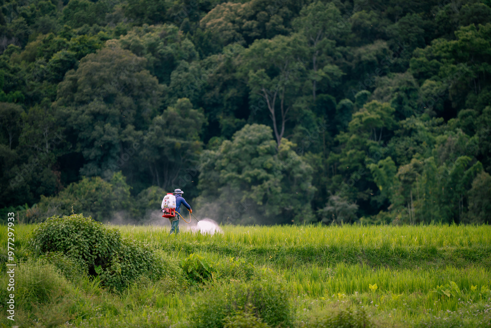 people work at farm produce green rice field as agriculture job in rural life chiangmai thailand people work at farm produce green rice field as agriculture job in rural life chiangmai thailand
