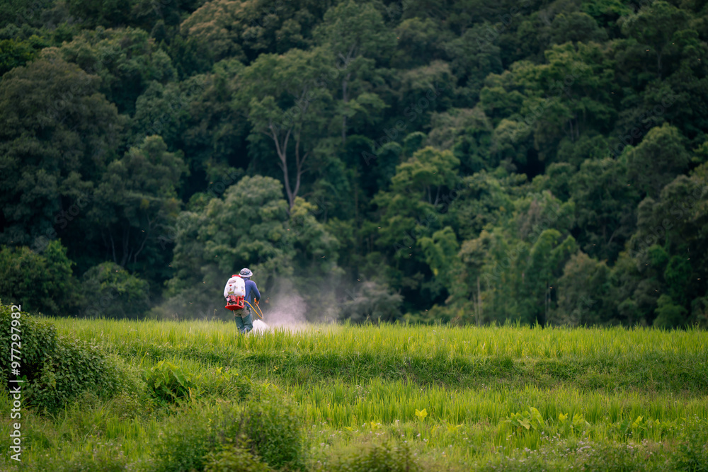 people work at farm produce green rice field as agriculture job in rural life chiangmai thailand people work at farm produce green rice field as agriculture job in rural life chiangmai thailand