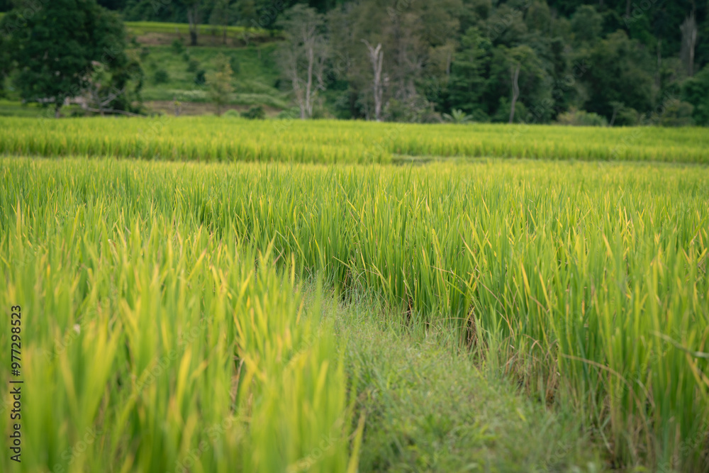 Obraz premium people work at farm produce green rice field as agriculture job in rural life chiangmai thailand