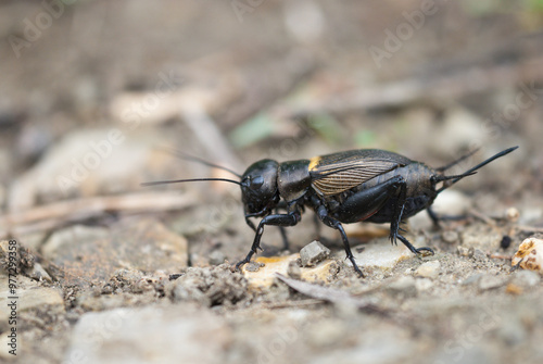 Gryllus campestris, the European field cricket