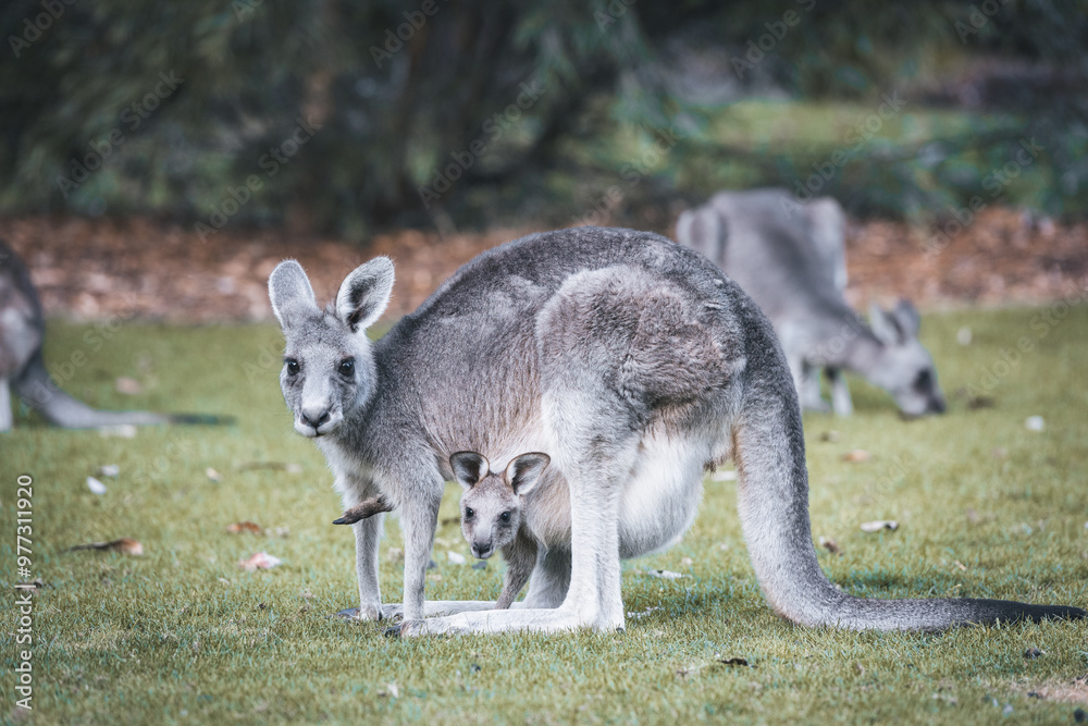 Kangaroo with baby in pouch in Halls Gap, Grampians, Victoria, Australia.