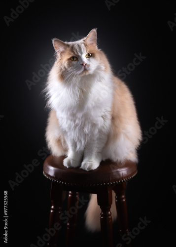 Regal Cat Sitting on a Stool in a Dramatic Setting