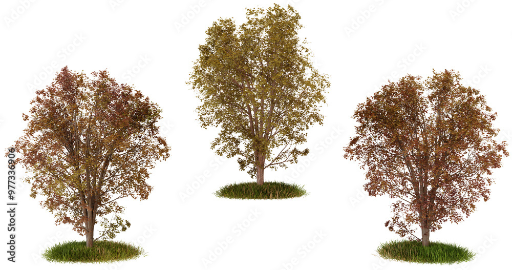 Obraz premium Three autumn trees with colorful foliage. Perfect for autumn designs and nature themes.