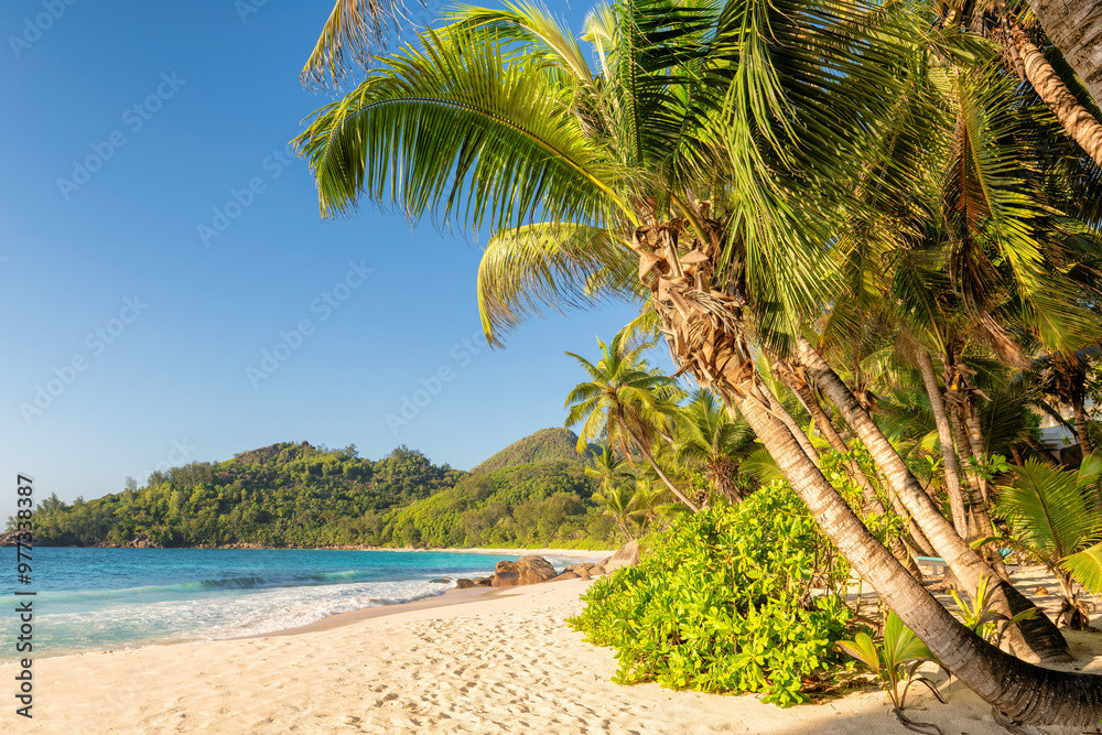 Palm trees on tropical beach at sunset in Caribbean island. Summer vacation and tropical beach concept.