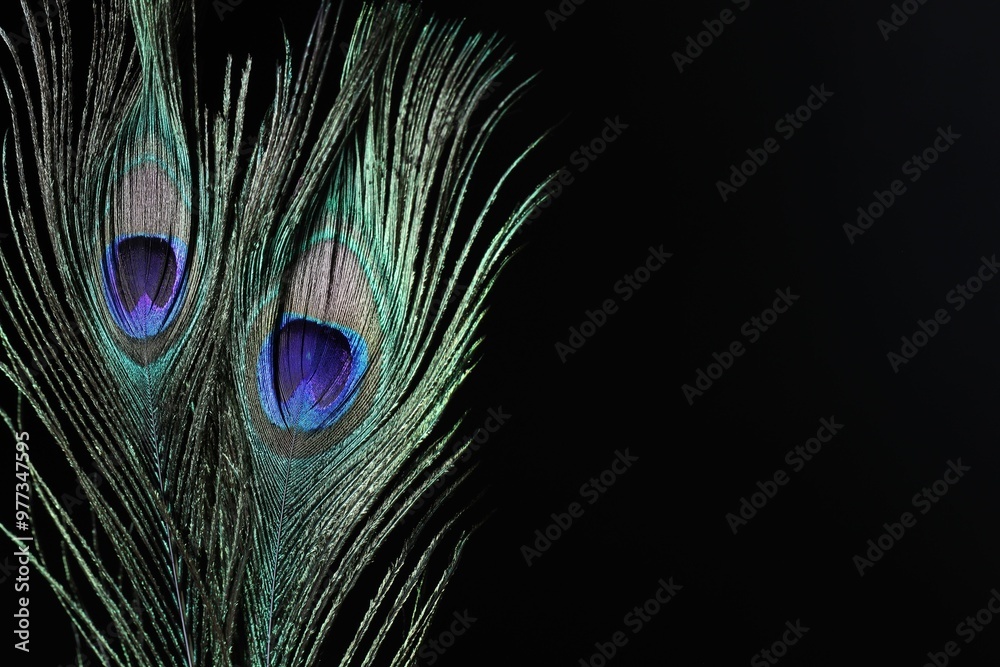 Fototapeta premium Two beautiful peacock feathers on black background, closeup. Space for text