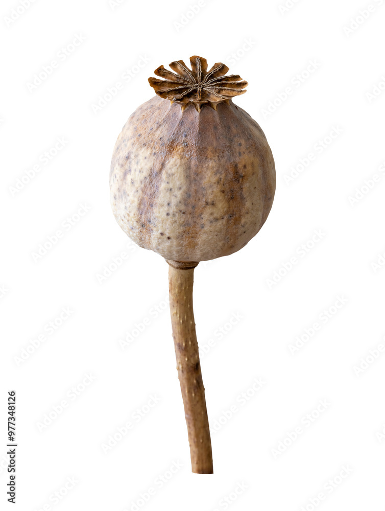 Dried poppy head isolated on a transparent background.