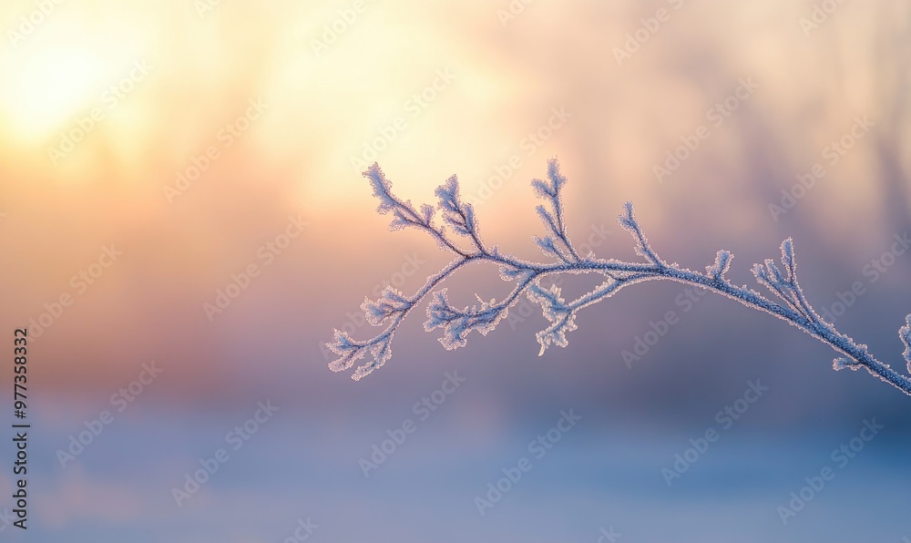 Fototapeta premium A branch covered in frost and snow