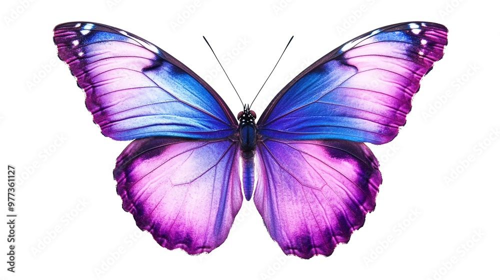 Vibrant purple and blue butterfly with delicate wings isolated on white background. Perfect for nature and wildlife stock photography. Vibrant purple and blue butterfly with delicate wings isolated on white background. Perfect for nature and wildlife stock photography.