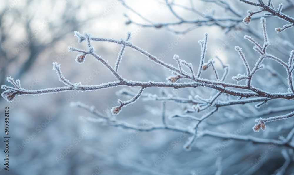 A branch covered in frost and snow A branch covered in frost and snow
