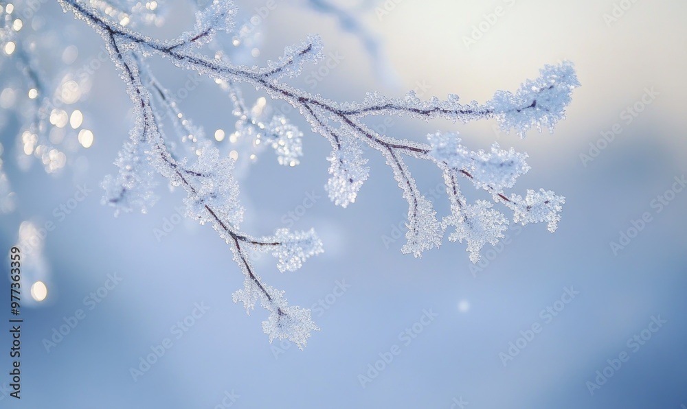 A branch covered in frost and snow A branch covered in frost and snow